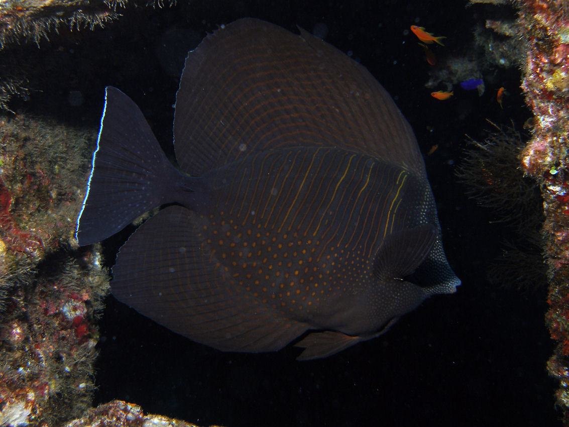 Zebrasoma desjardinii (Pesce chirurgo zebra)